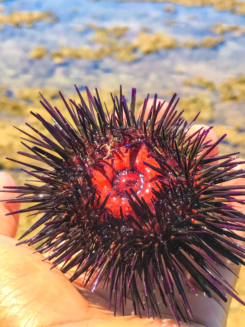 Um ouriço bem de perto. Aqui onde moro em muito fácil de achar. Nos corais tem muito, mas cuidado pois os espinhos é venenoso, pode dar febre. Eu já pego desde pequeno aqui na minha aldeia!