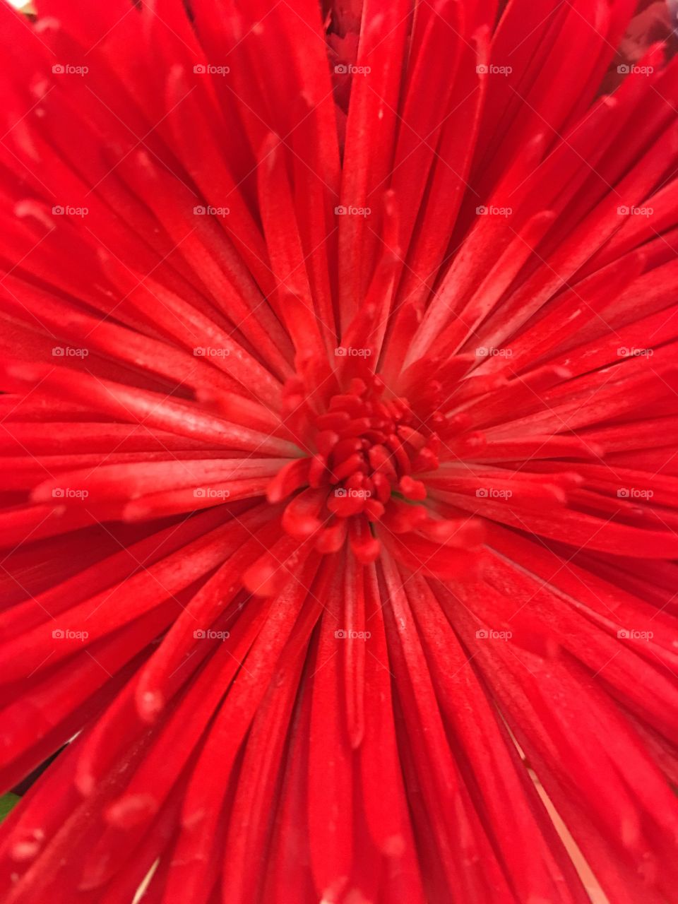 Elevated view of red flower