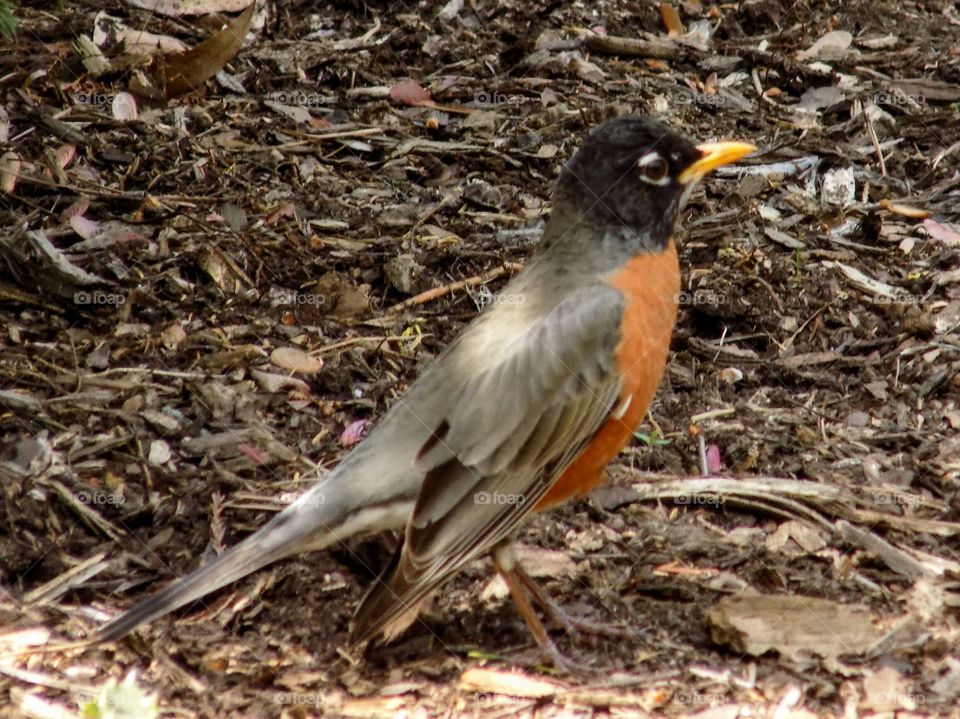 Robin Looking Around