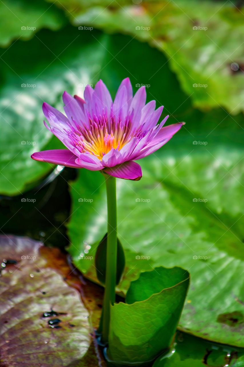 Water Lily