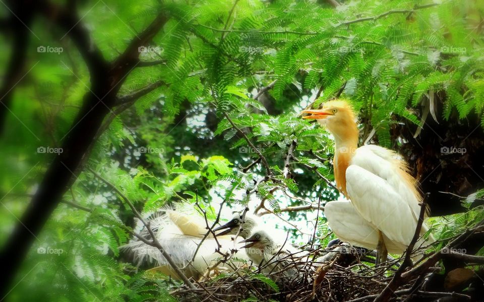 Cattle Egret with babies #egret #tree #leaves #bird #greenery #nest #babyegret #cattleegret