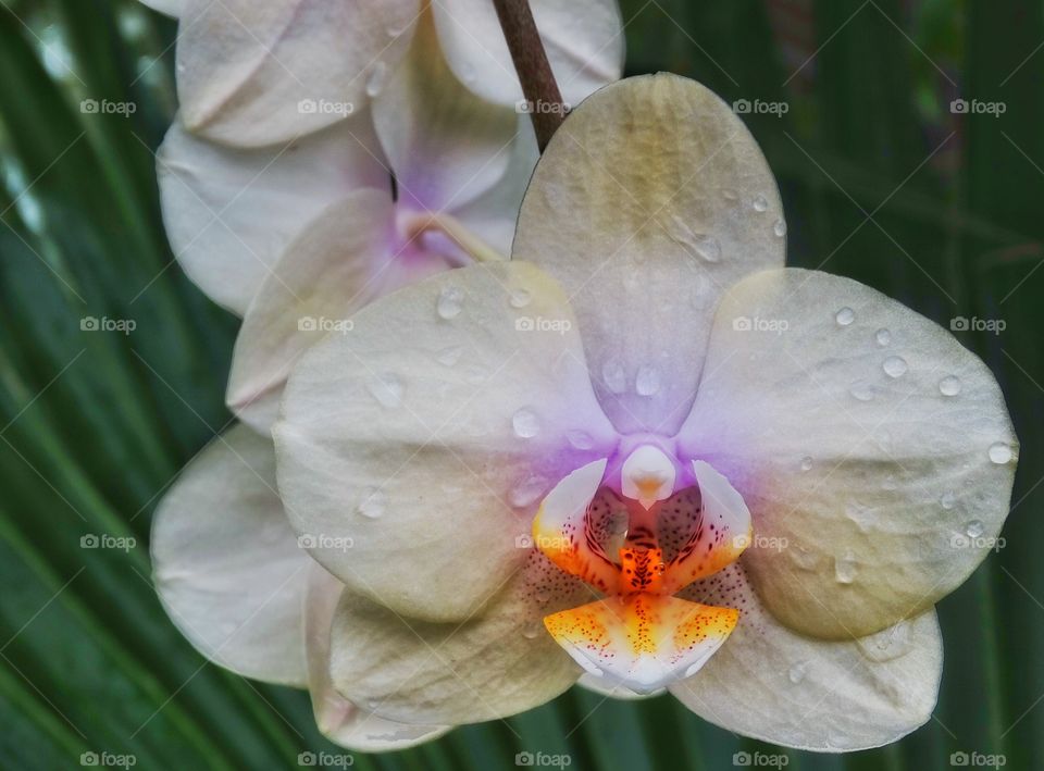 Wild Orchid. Wild Orchid Blooming In A Tropical Setting
