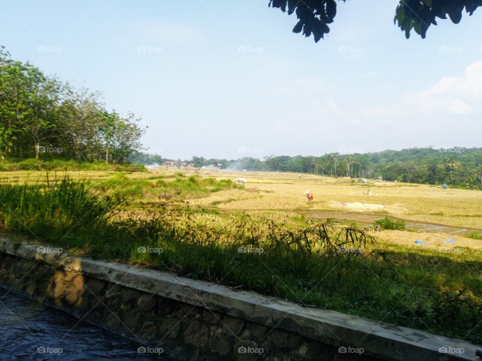 Rice field view