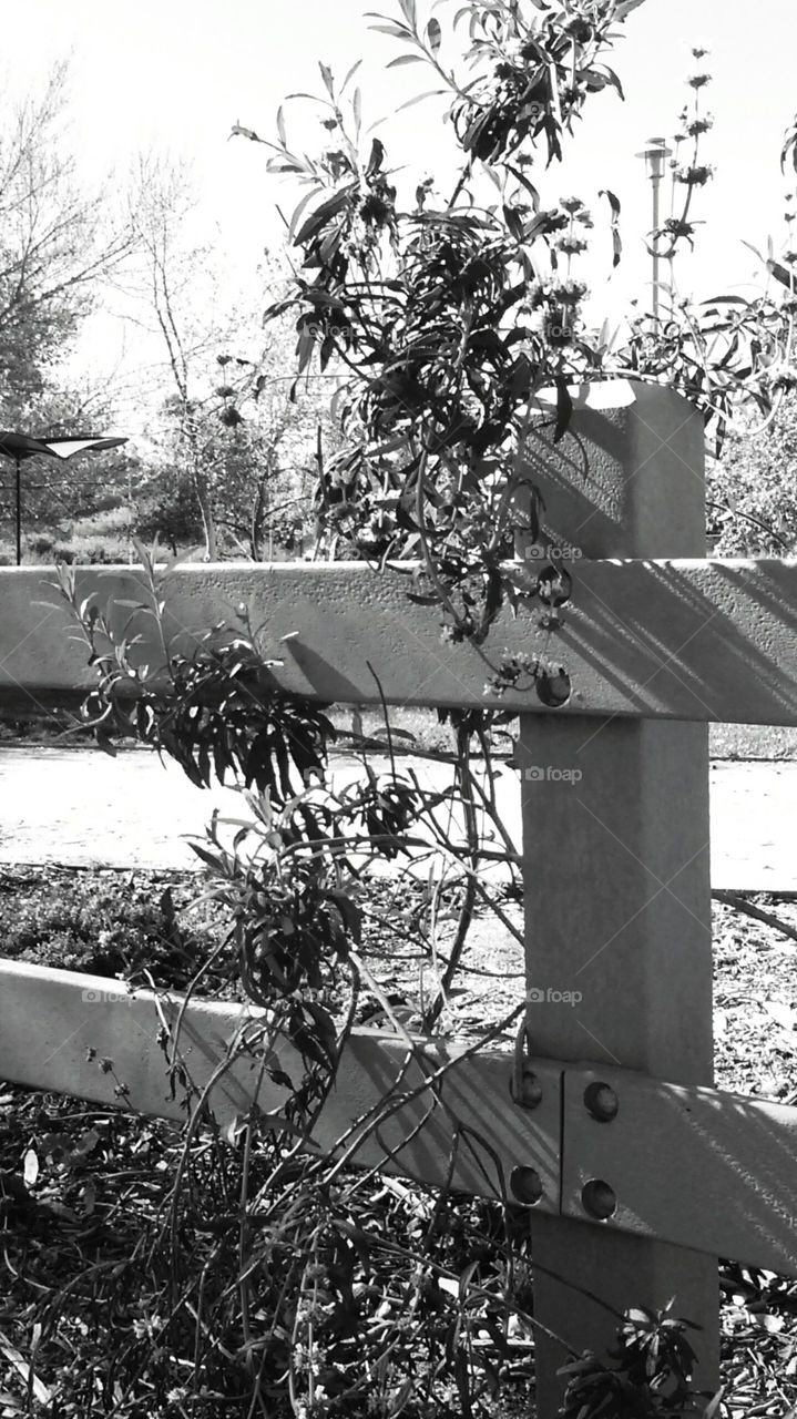 Shrubbery along a fenceline