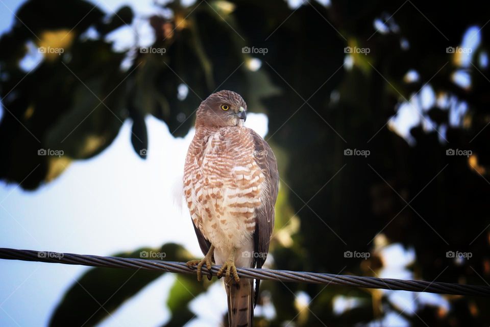 shikra bird