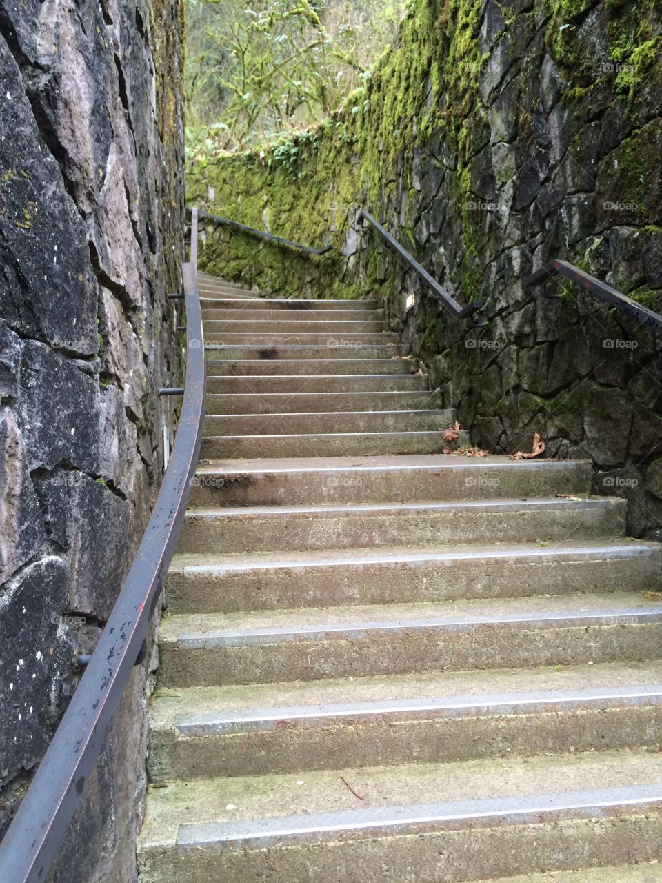 Great mossy stairs