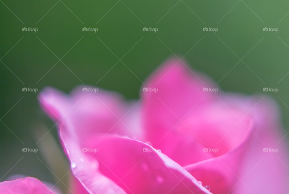 Pink rose with water drop