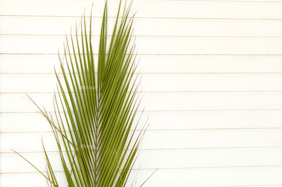 Green leaf on white background 