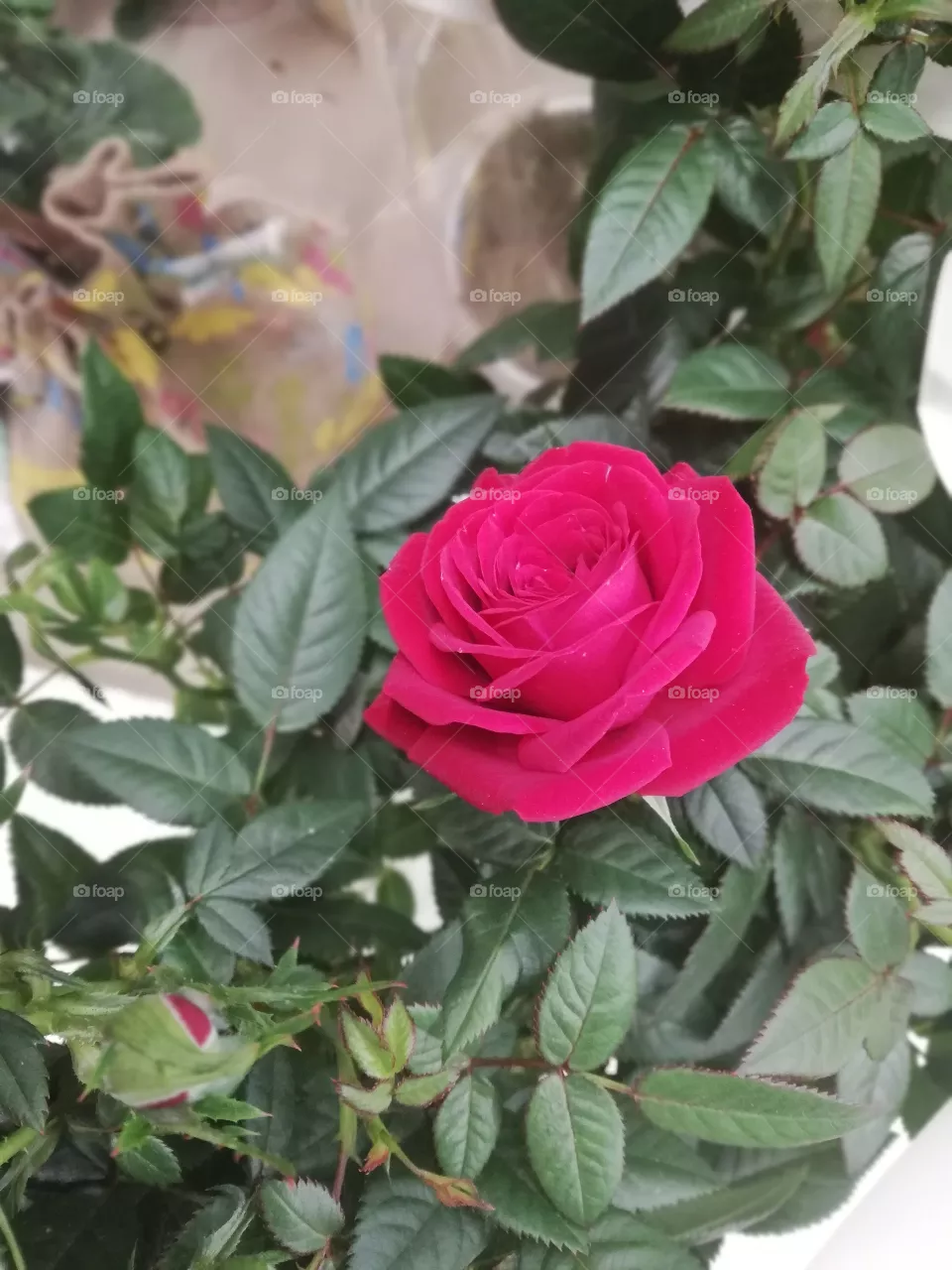 flo