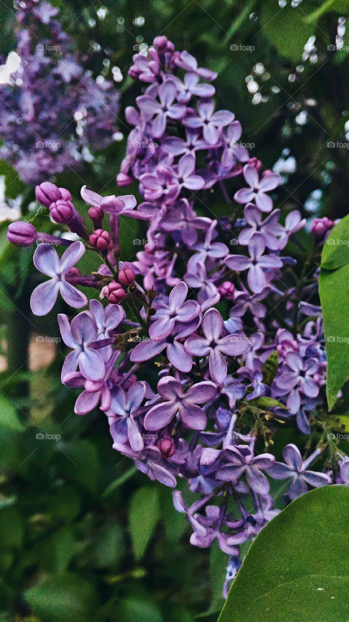 lilac