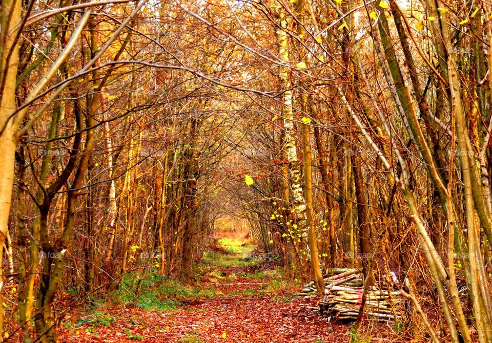 Magical forest in Marchiennes North of France