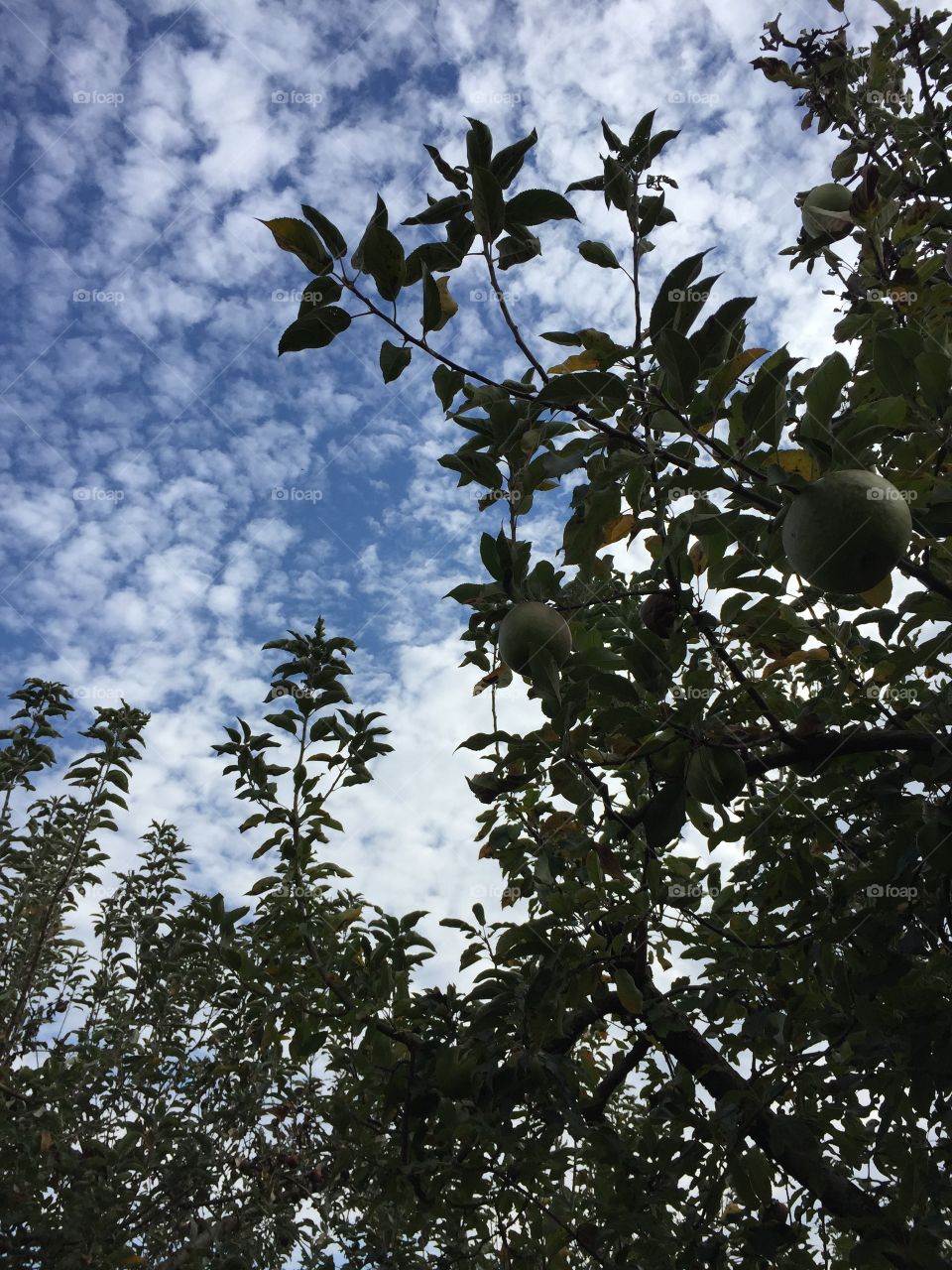 Apple orchard against the sky. Apples