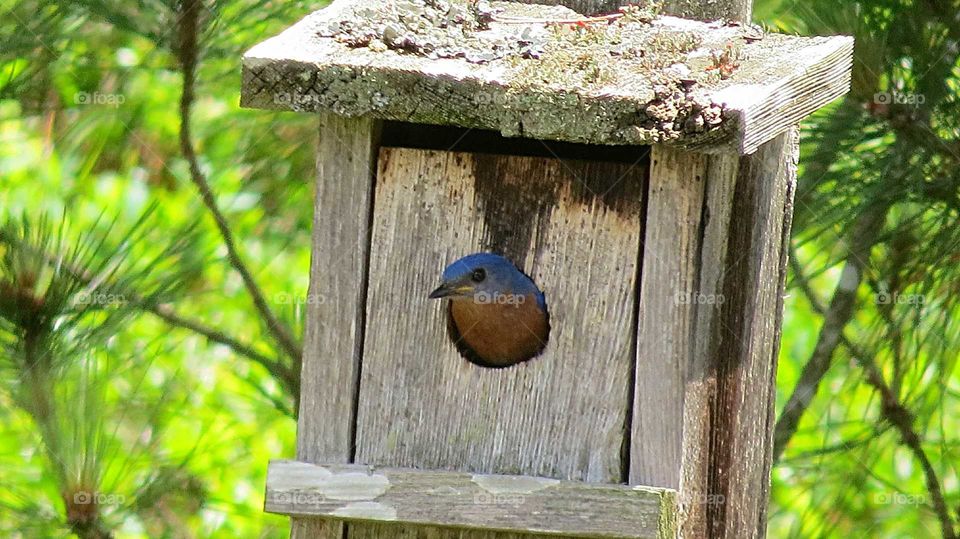 Bluebird peeks out