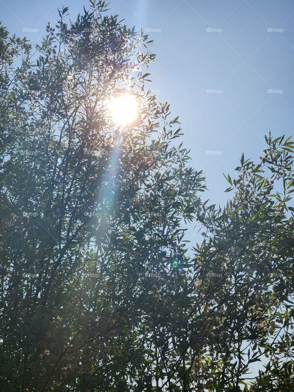 sun shining brightly through tall trees at Oregon wetlands