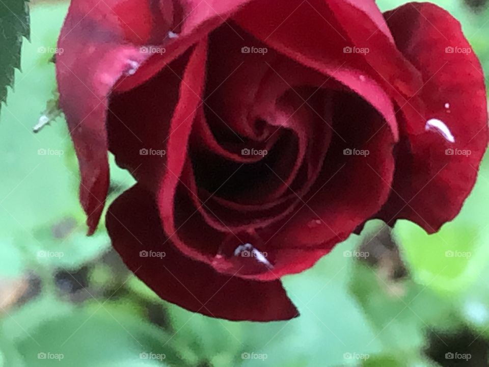 A Rose bloomed