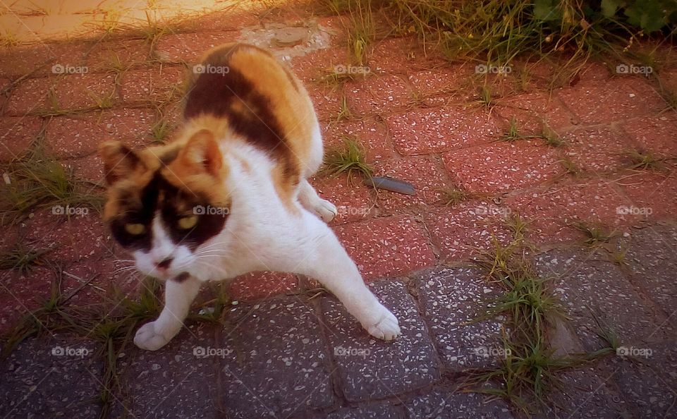 Beautiful furry motley cat with mystic
eyes want to run away from me