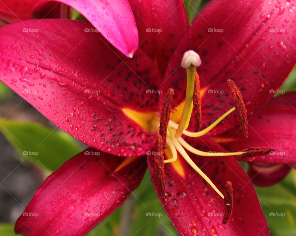 another lily
