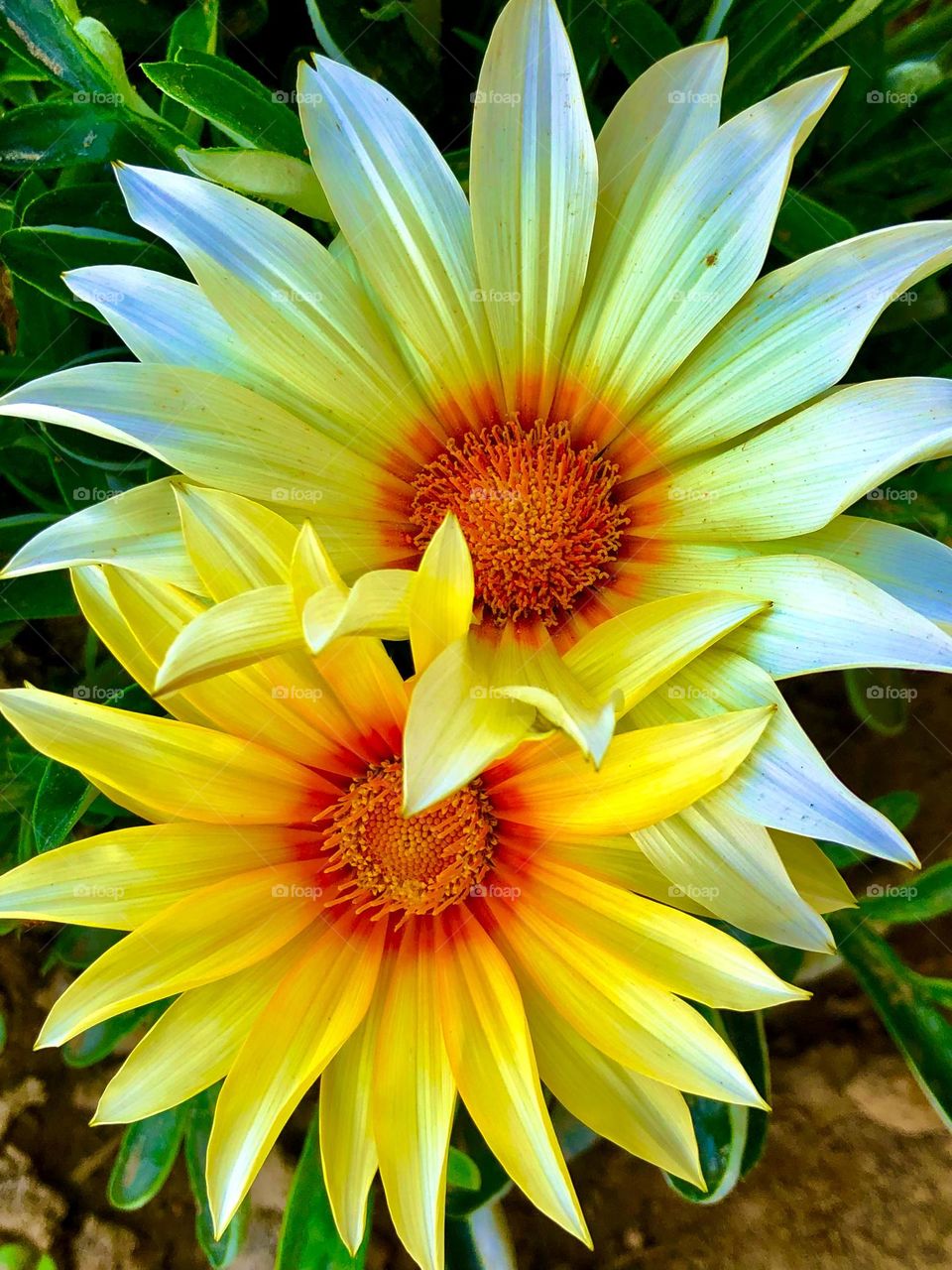 Sell your first photo on Foap