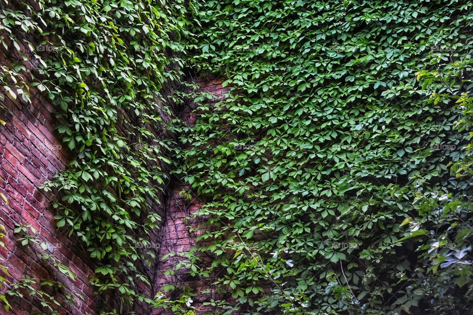 Vine and brick