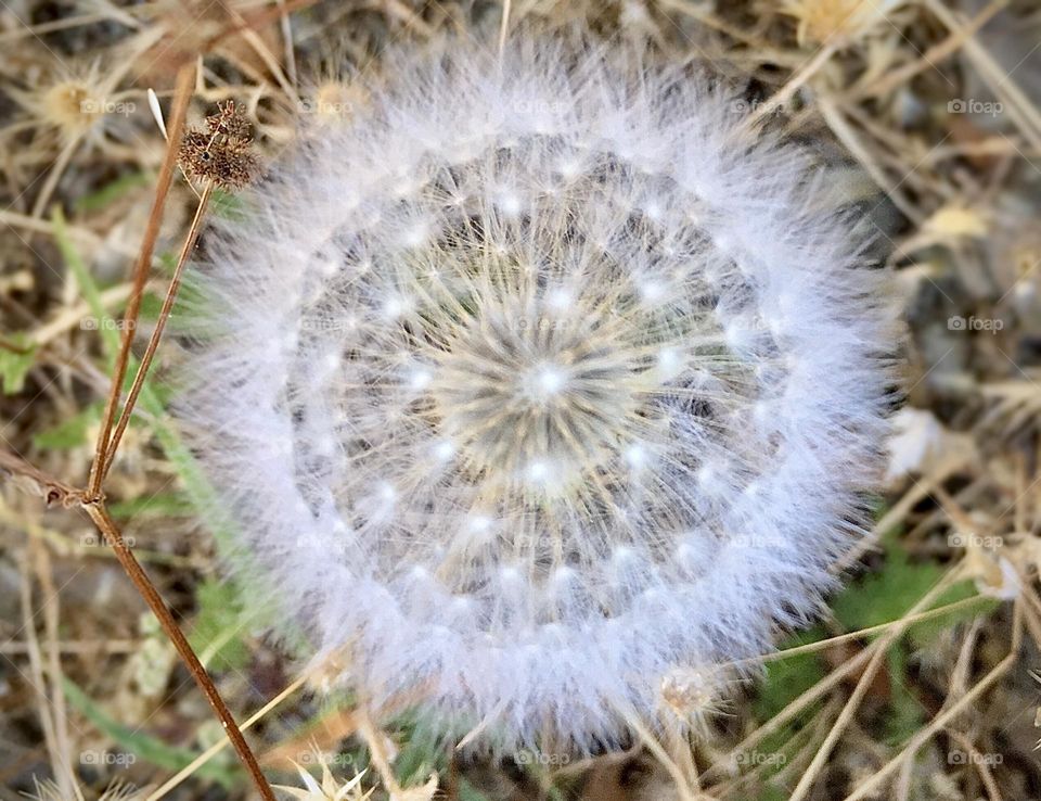 dandelion fluff 