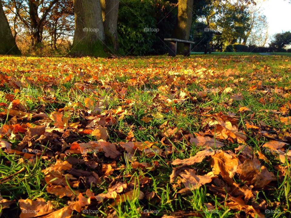 The ground at fall - autumn