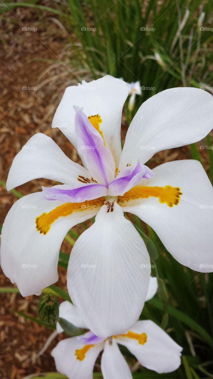 Close-up of a white flower