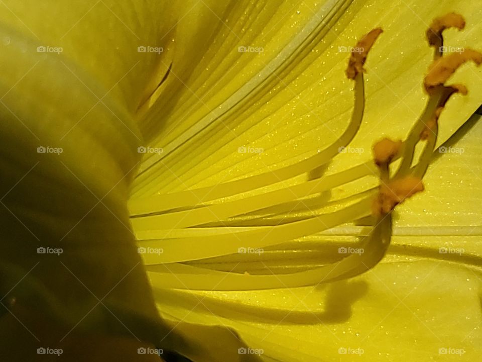 yellow day lily