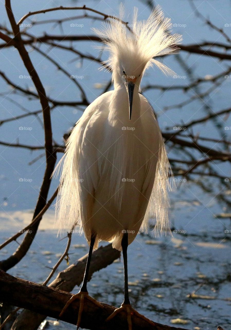 Snowy Egret Puffed for Breeding