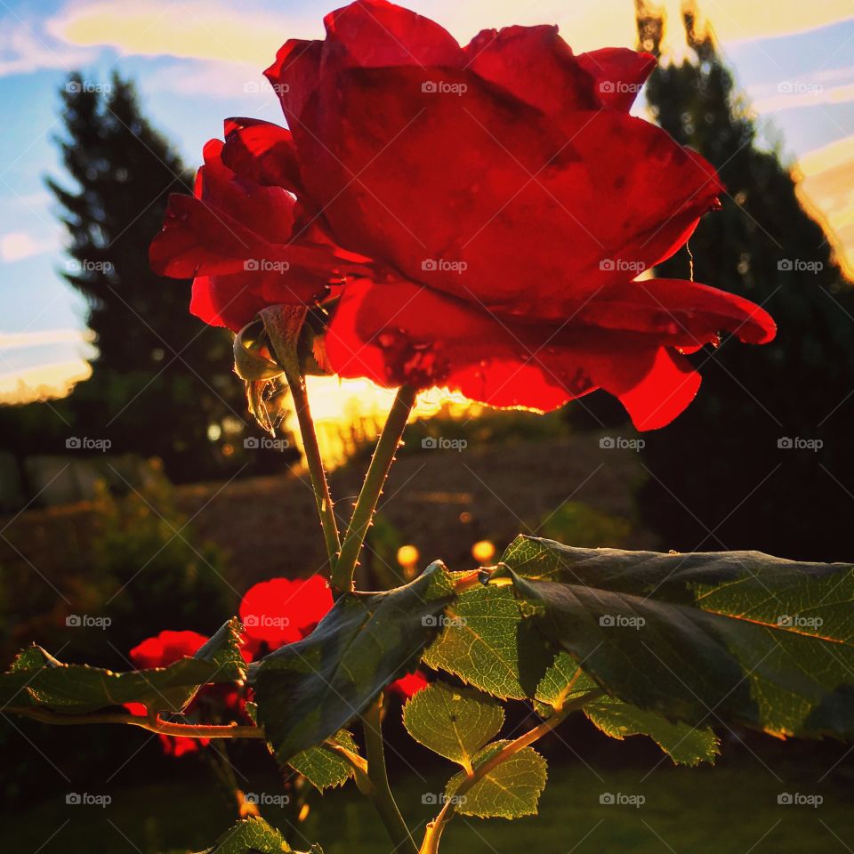 Sunlight on rose flowers