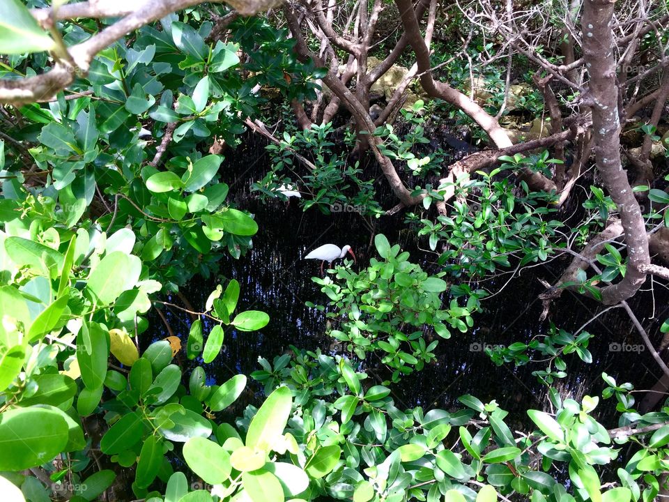 A couple of ibises looking for food in the mangrove in Tampa Bay 