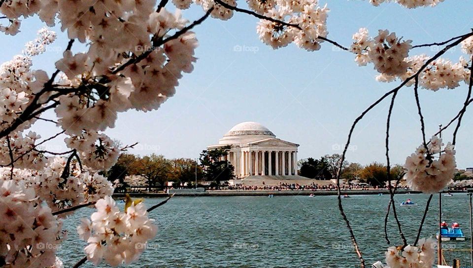 Cherry blossoms at Jefferson Memorial