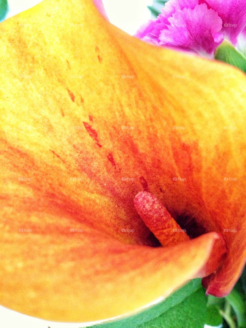 flower macro orange beautiful by hannahdagogo