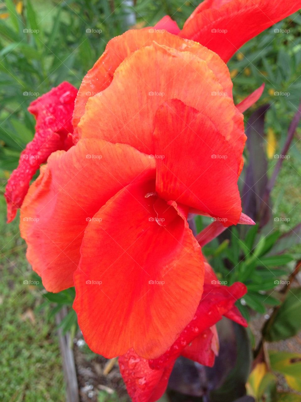 Red Canna Lilly