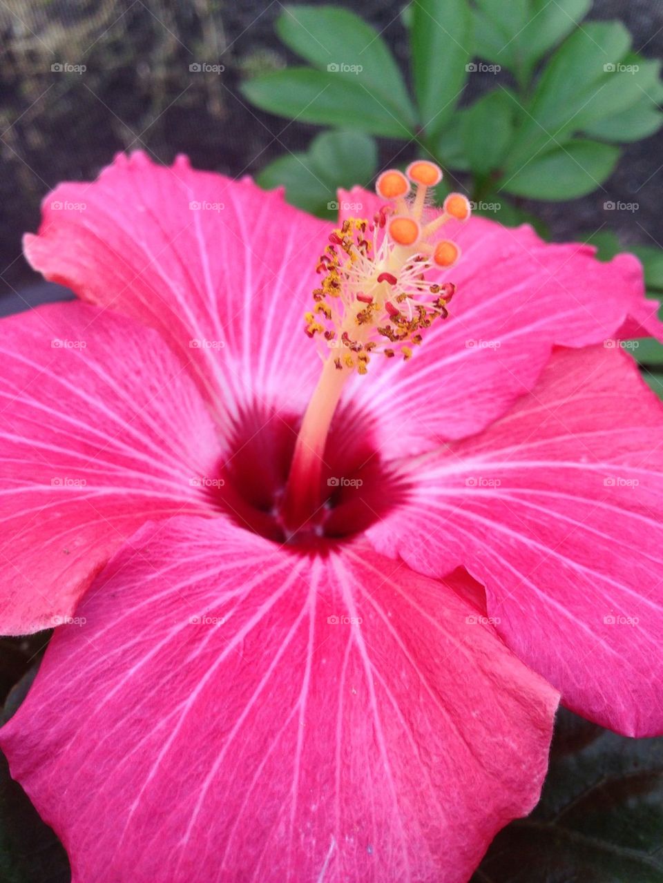 Hibiscus