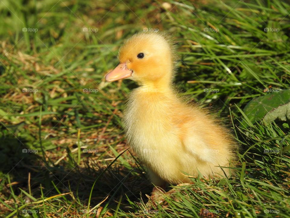 A yellow duckling at a river