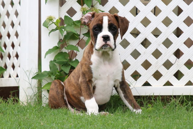 Boxer pup 