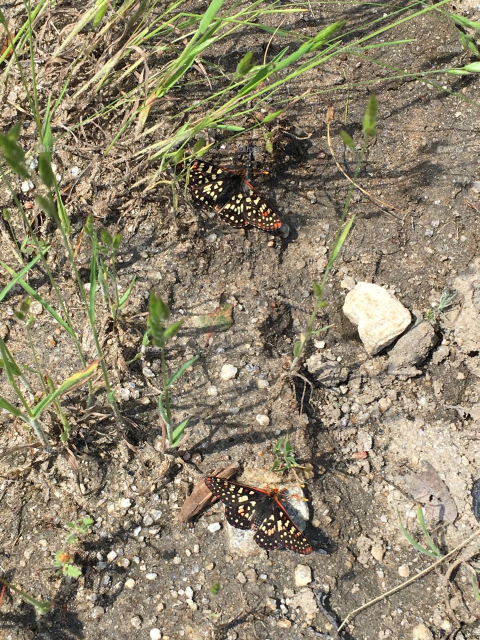Butterflies basking in the sun 