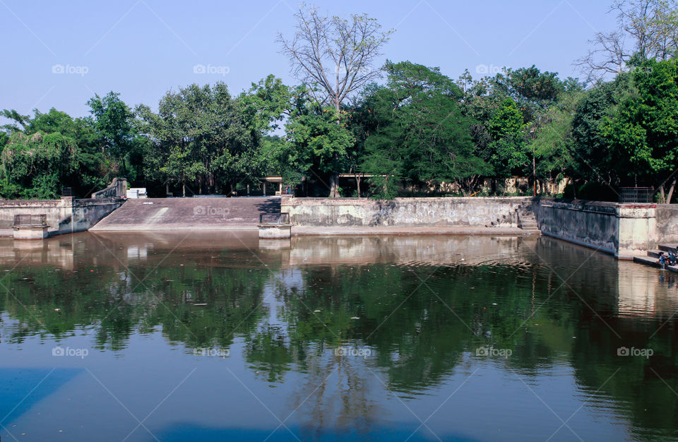 Reflection of trees in a water