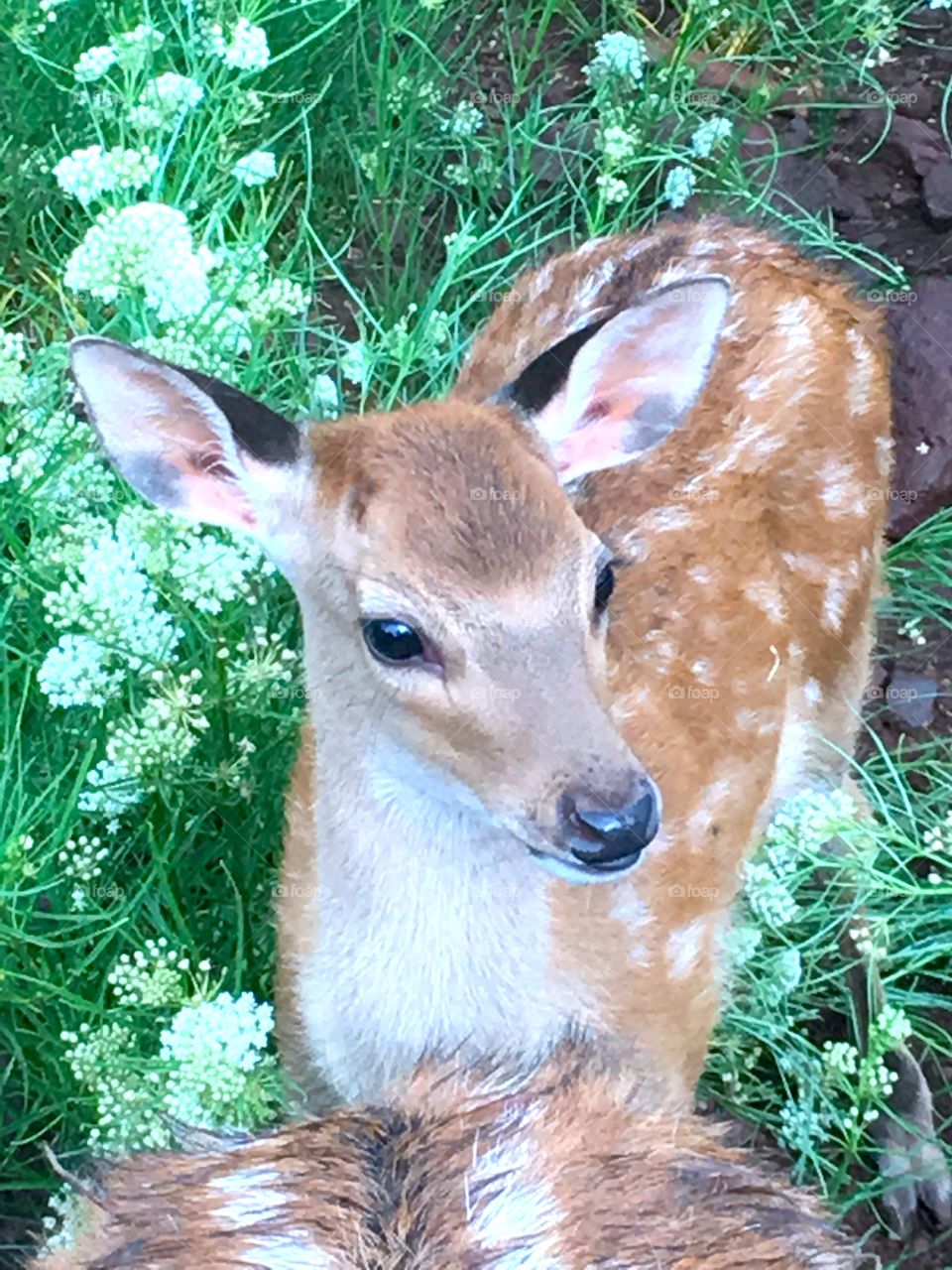 deer baby