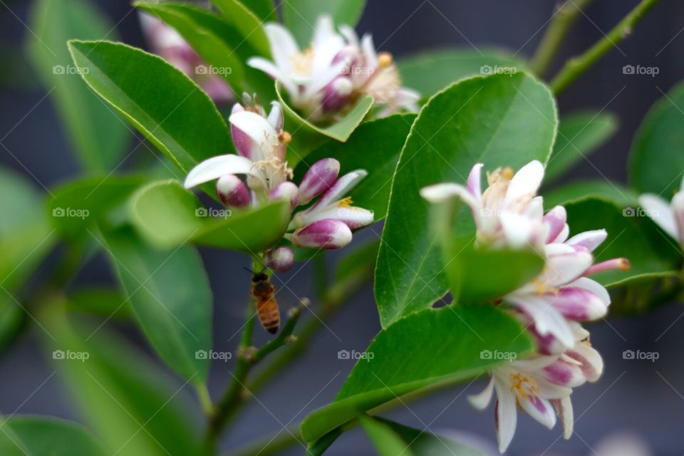 Lemon tree blossom 