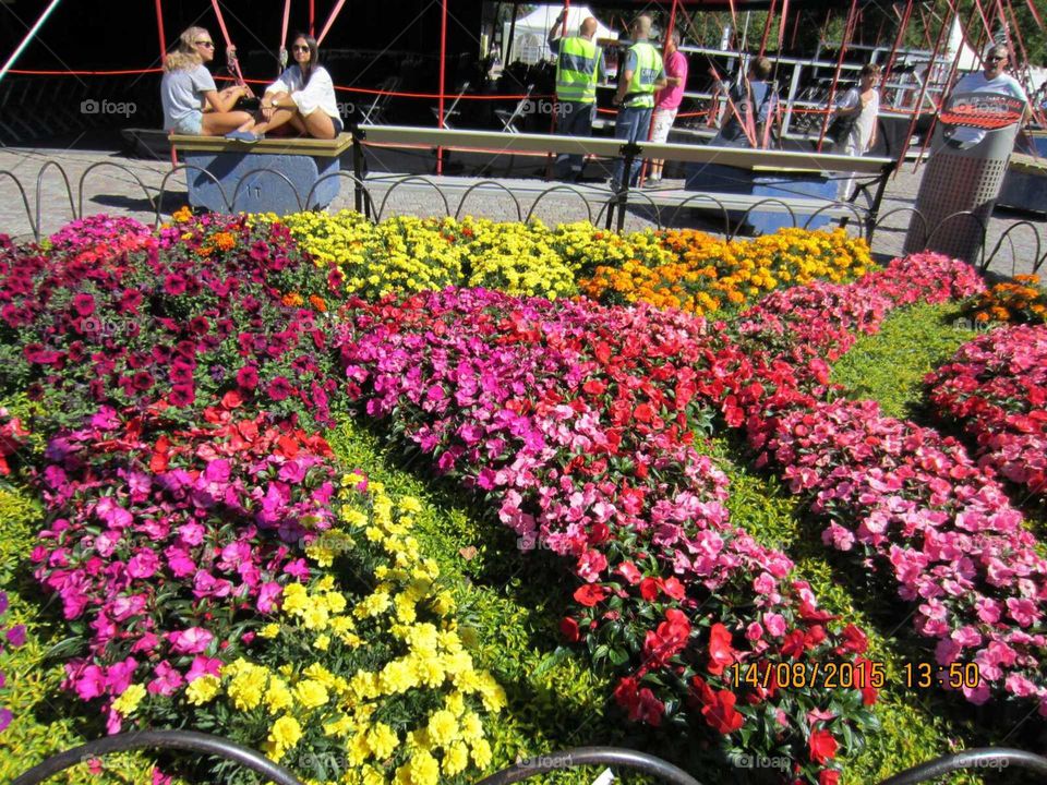 Flower, Garden, Greenhouse, Flora, Horticulture