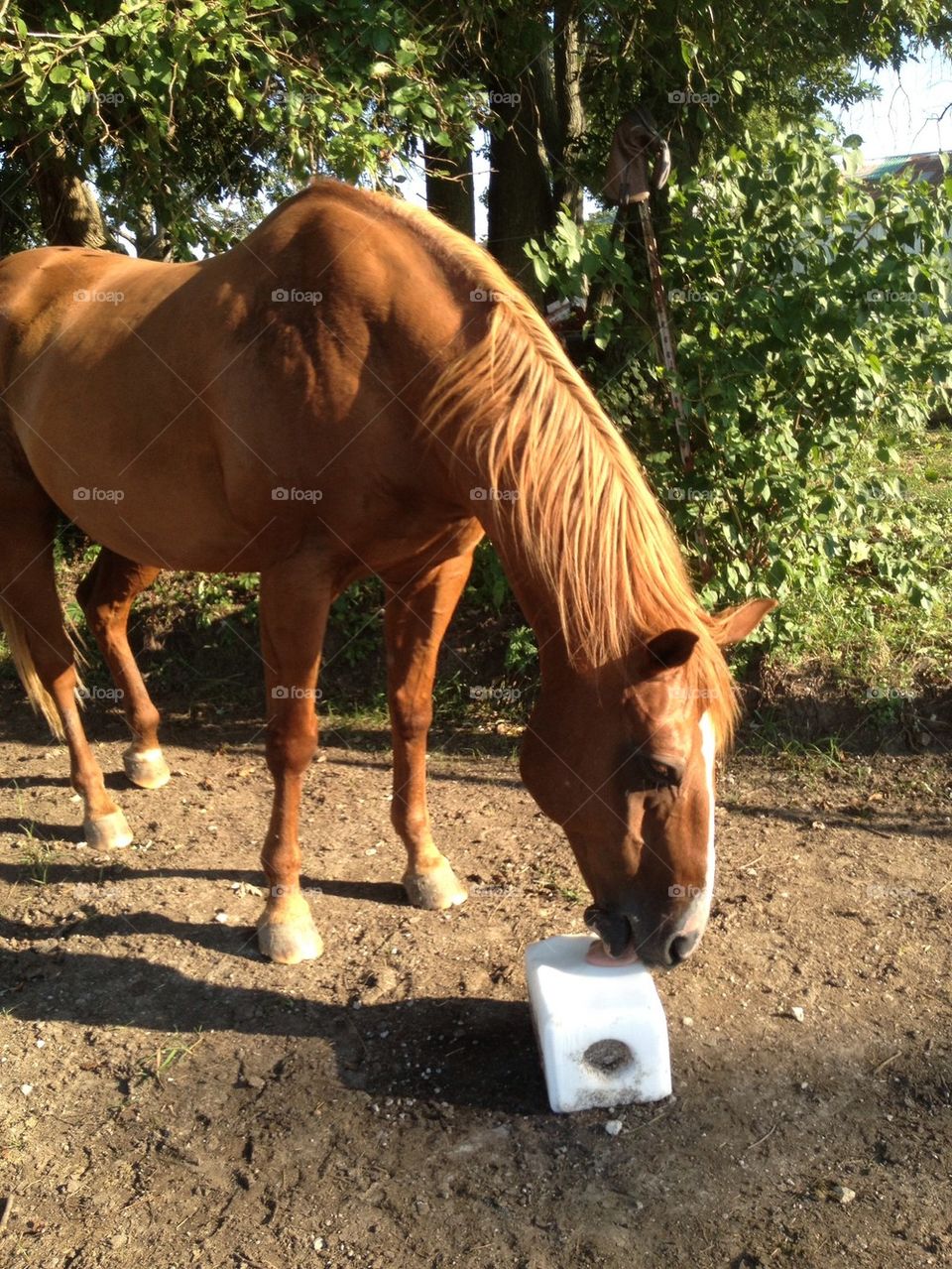 horse farm hoof salt lick by leanderthal