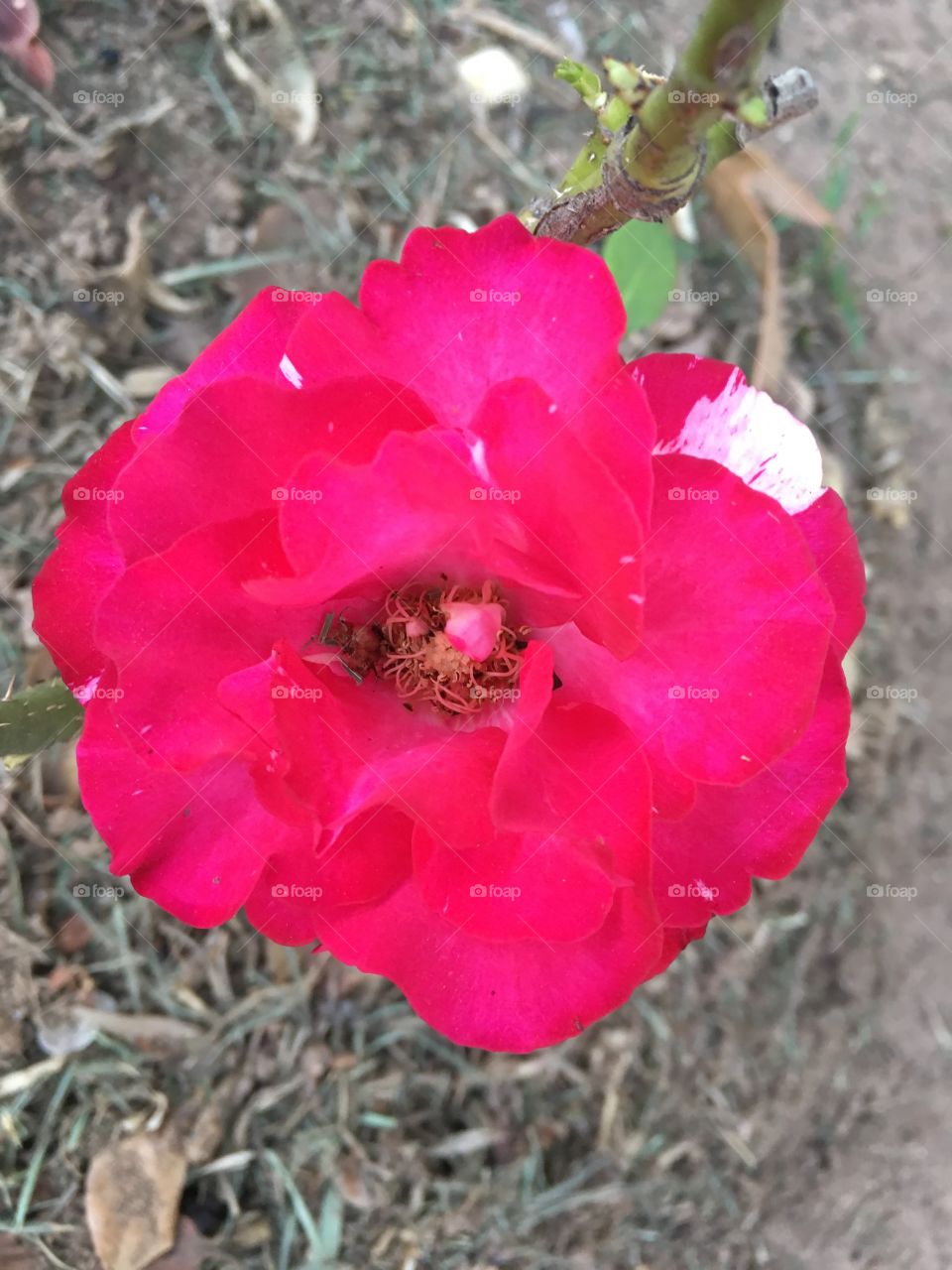 🌼#Flores do nosso #jardim, para alegrar e embelezar nosso dia!
#Jardinagem é nosso #hobby.
🌹
#flowers
#garden
#nature
#flor