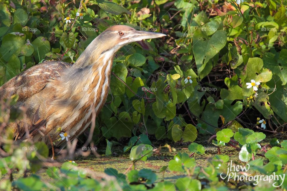 American Bittern