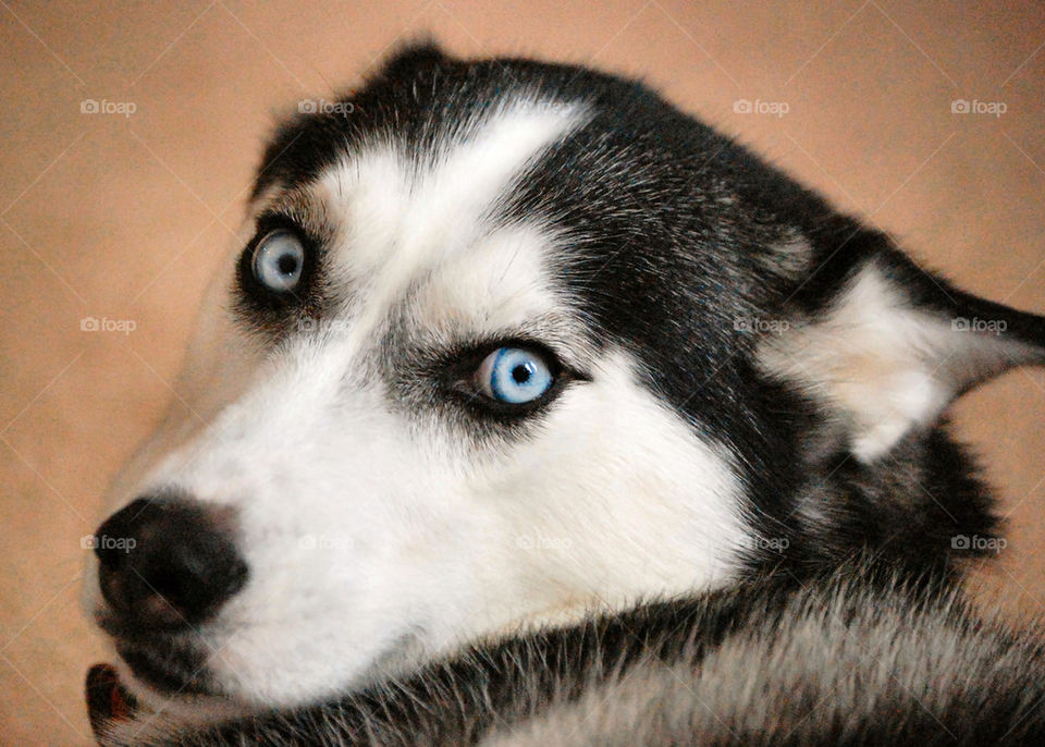 blue white black dog by refocusphoto