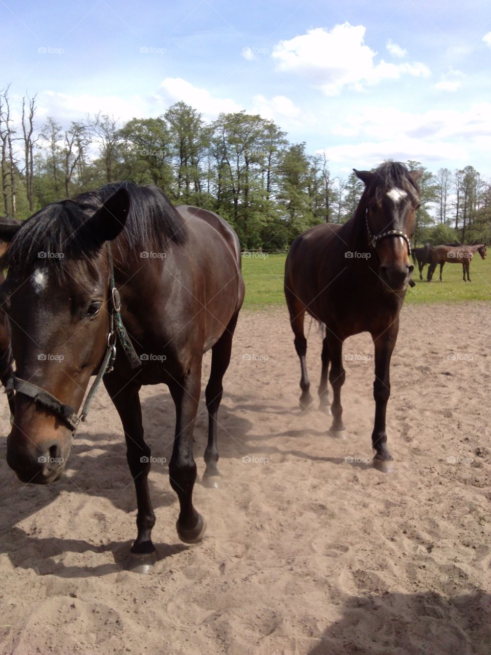 Horses. having a stroll