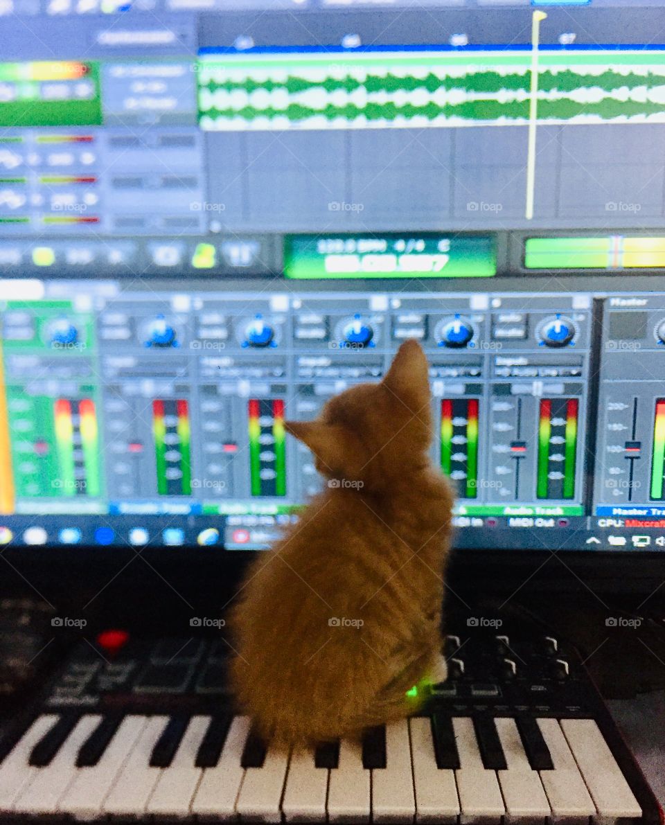 Cat in music world! That is listening carefully! 