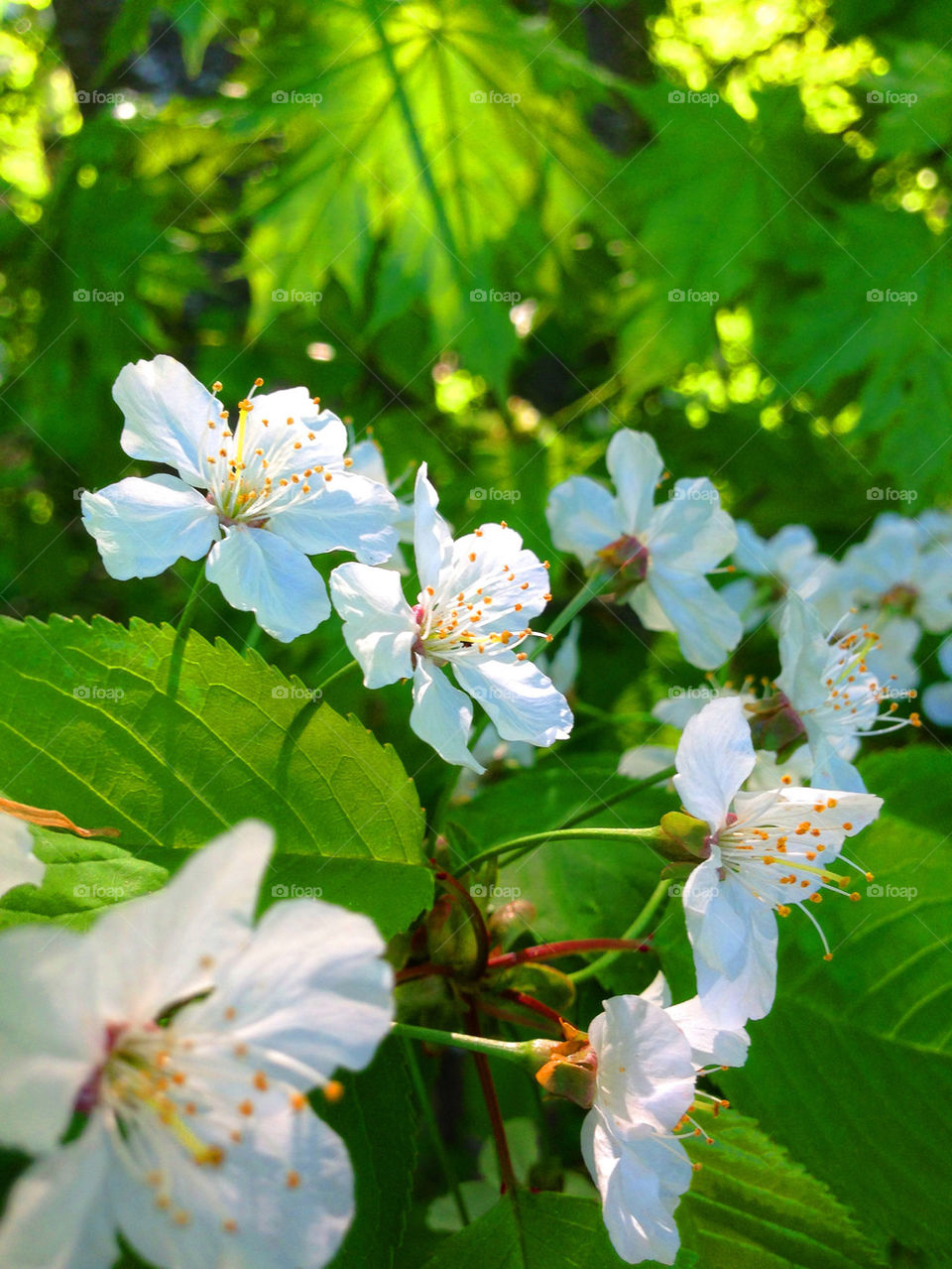 Summer flowers