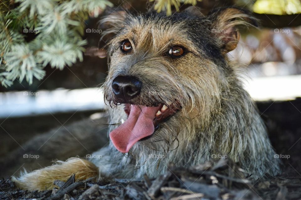 Mixed breed terrier dog pet burrowed in mulch dirt under a bush outdoors