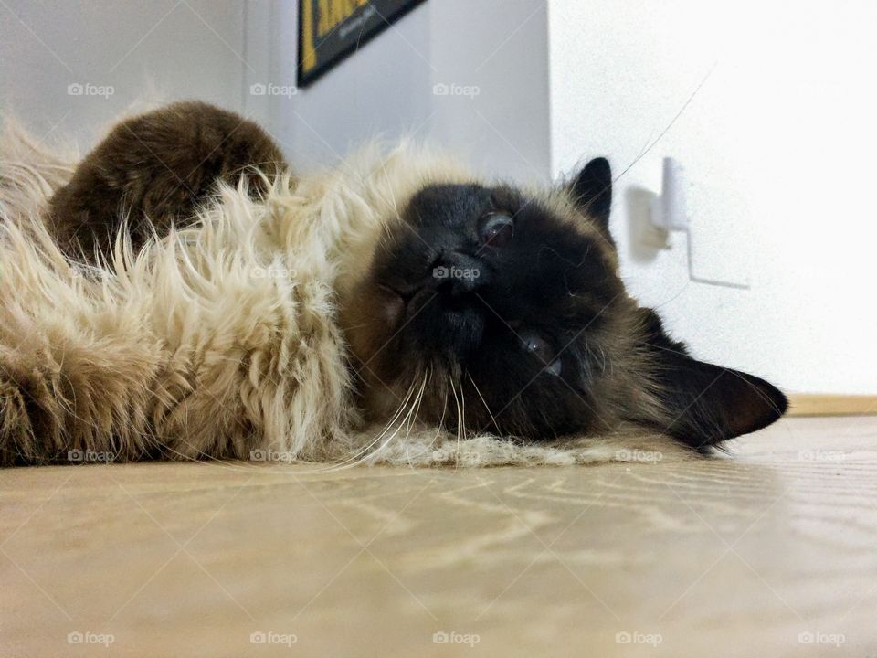 Mia found the perfect sleeping place, straight on the floor with the belly up, it seems that is pretty comfortable for her.